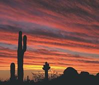 cactuses with sunset